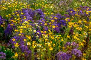 Carlsbad wildflowers-0650.jpg Carlsbad wildflowers-0650.jpg